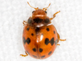 Subcoccinella vigintiquattuorpunctata